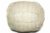 Inflated Fossil Tortoise (Stylemys) - South Dakota #355526-6